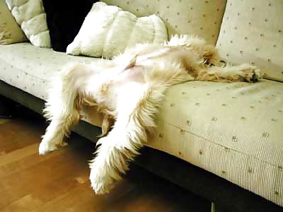 adult funny & cartoon